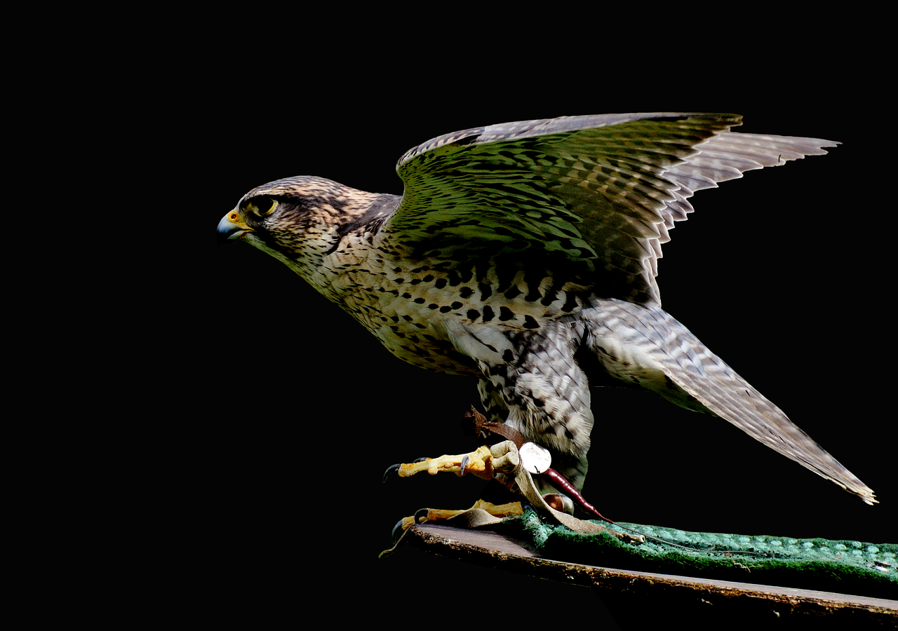 falcon raptor wild animal free photo