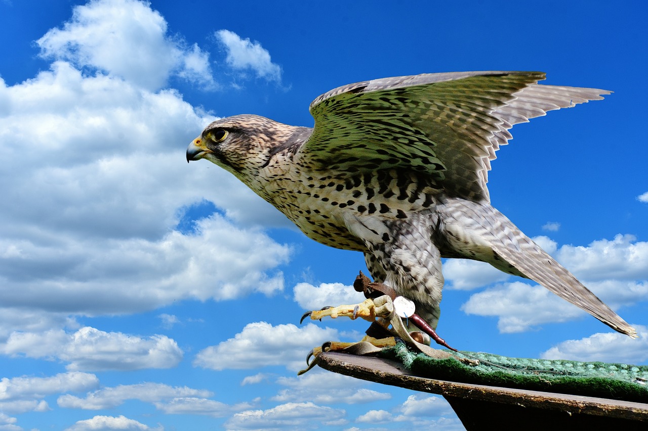 falcon raptor wild animal free photo