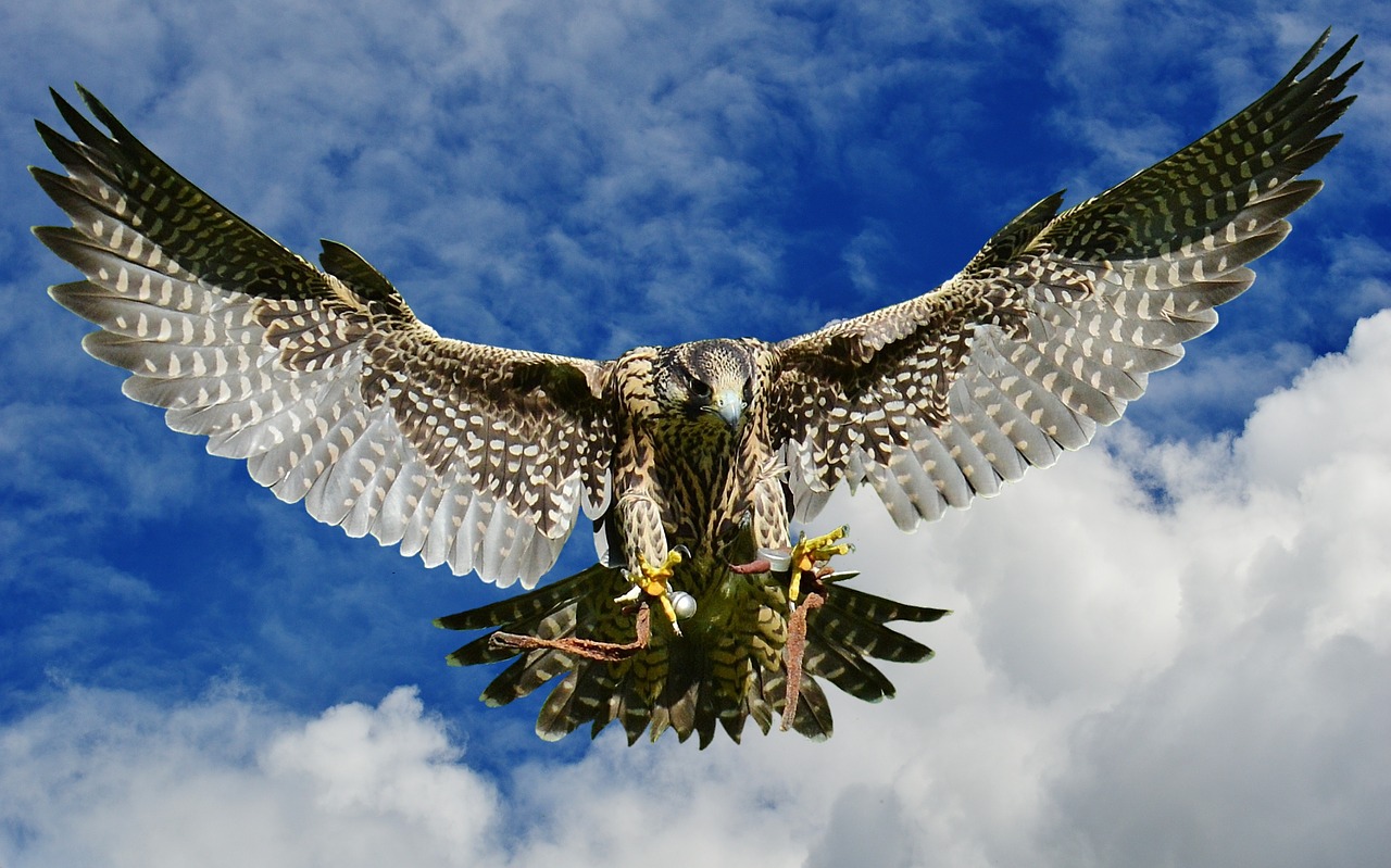 falcon approach prey free photo