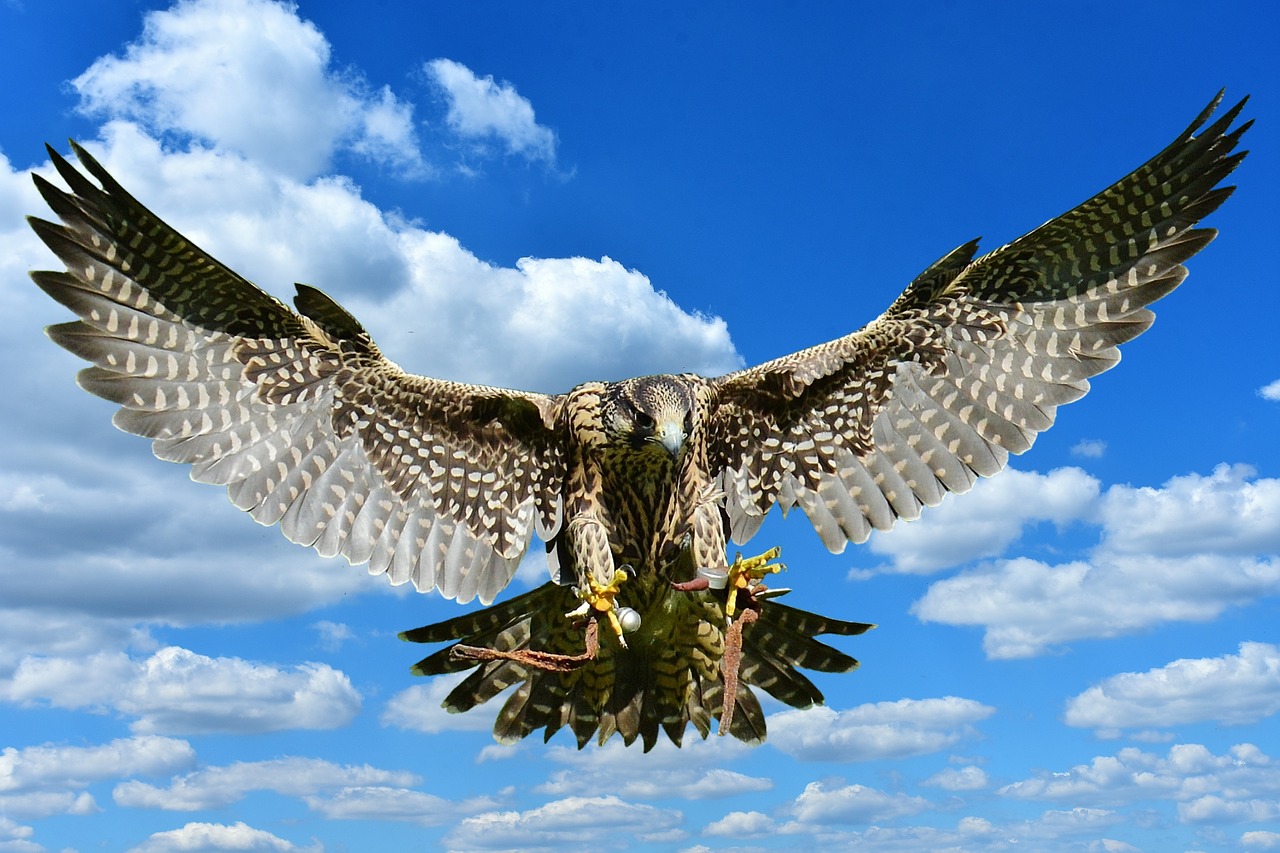 falcon approach prey free photo