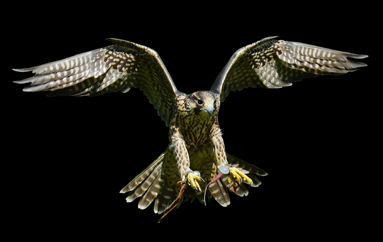 falcon approach prey free photo