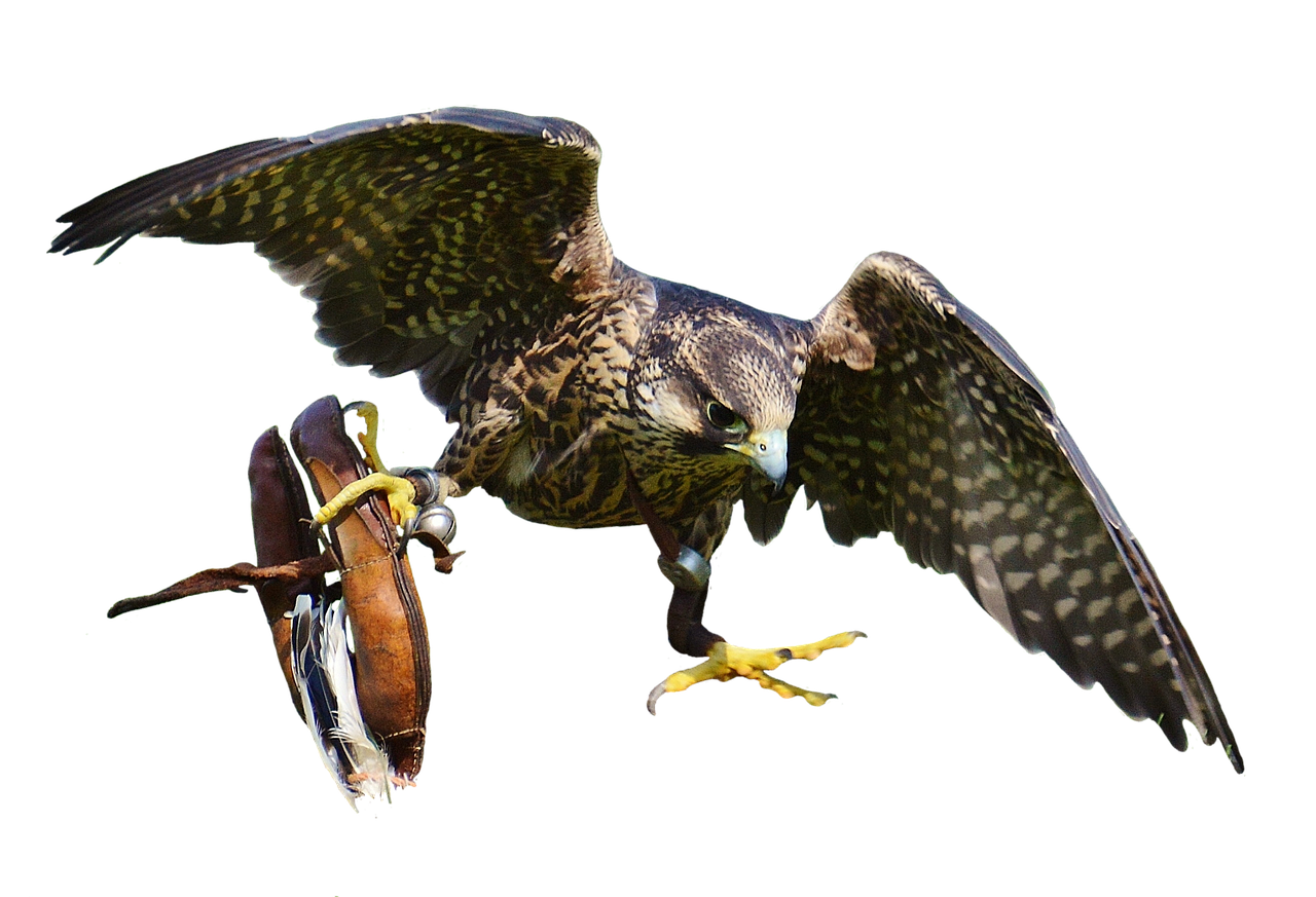 falcon approach prey free photo