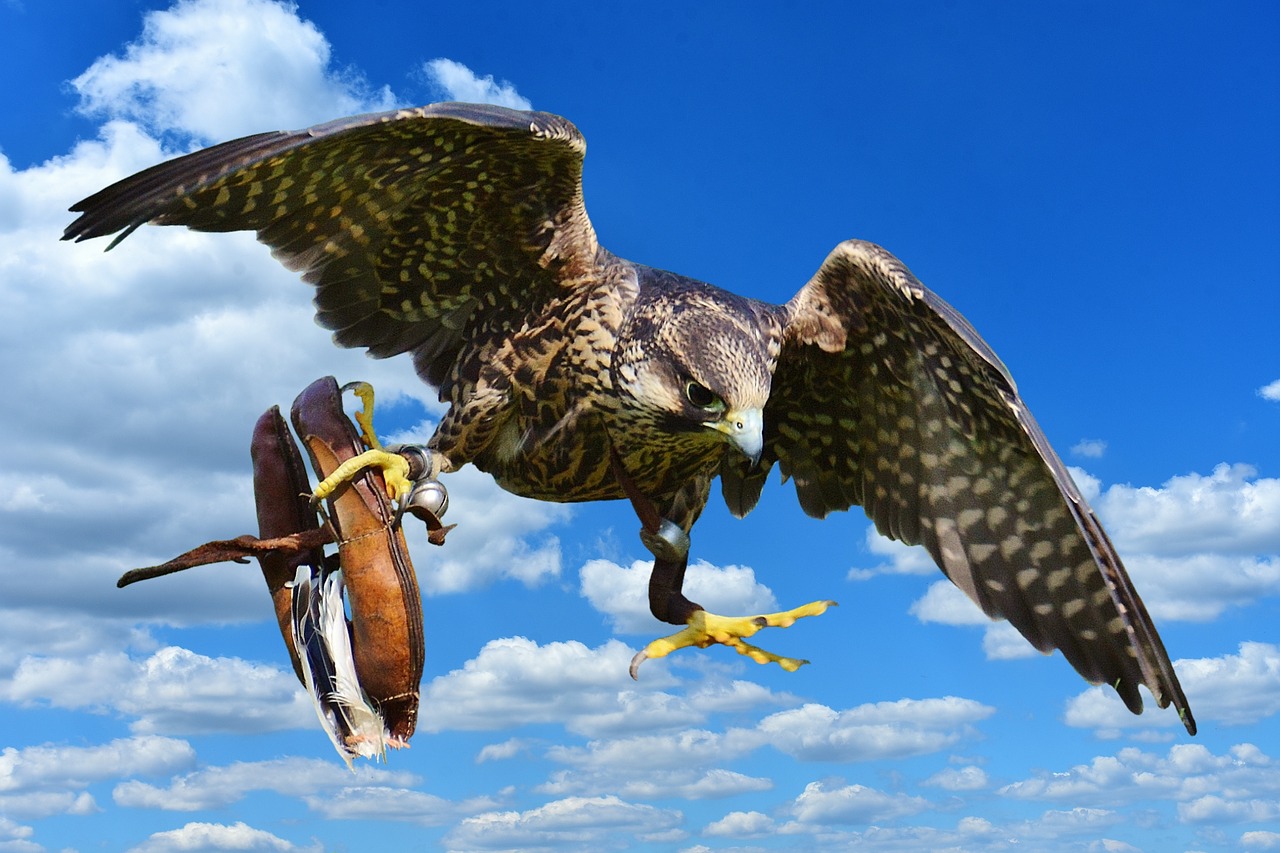 falcon approach prey free photo