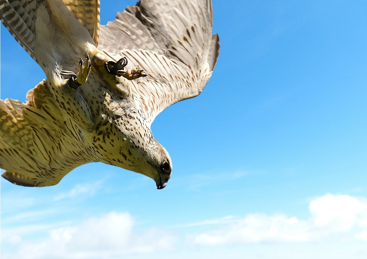 falcon clouds sky free photo