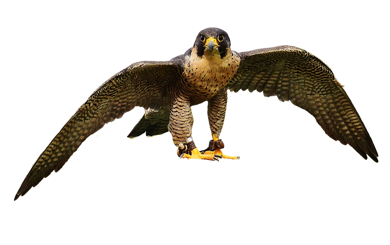 falcon wing bird of prey free photo