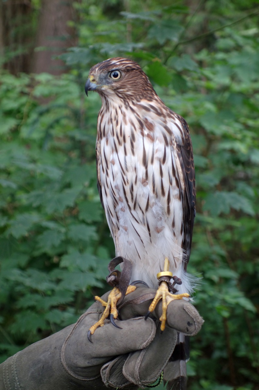 falcon bird raptor free photo