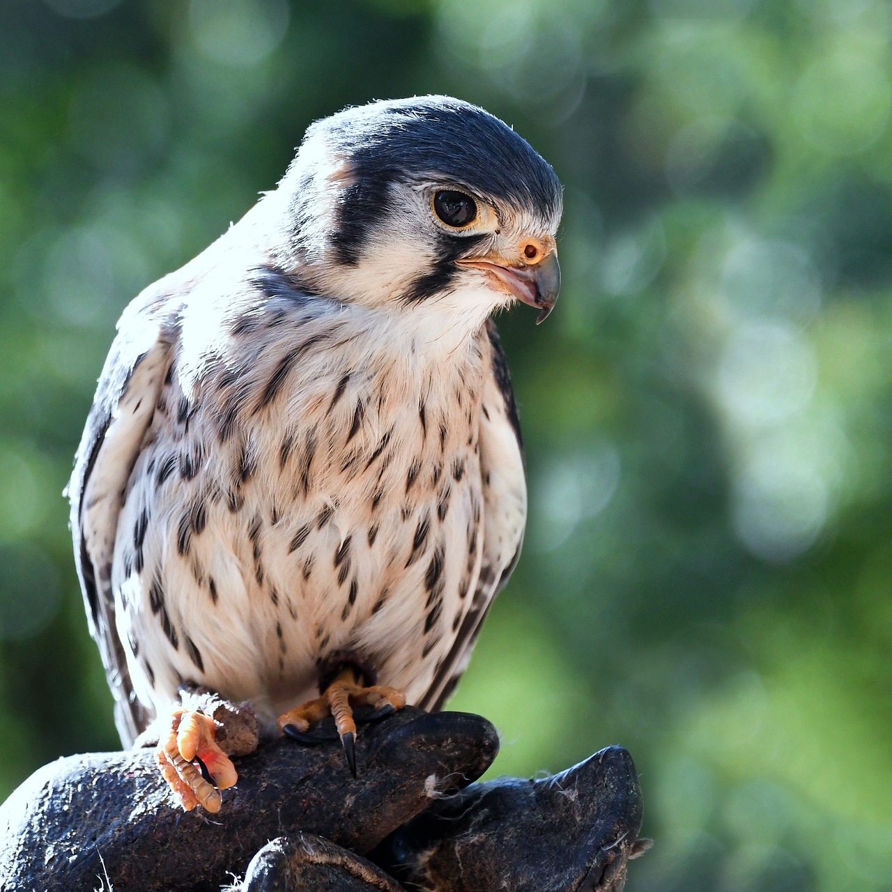 falcon baby raptor free photo