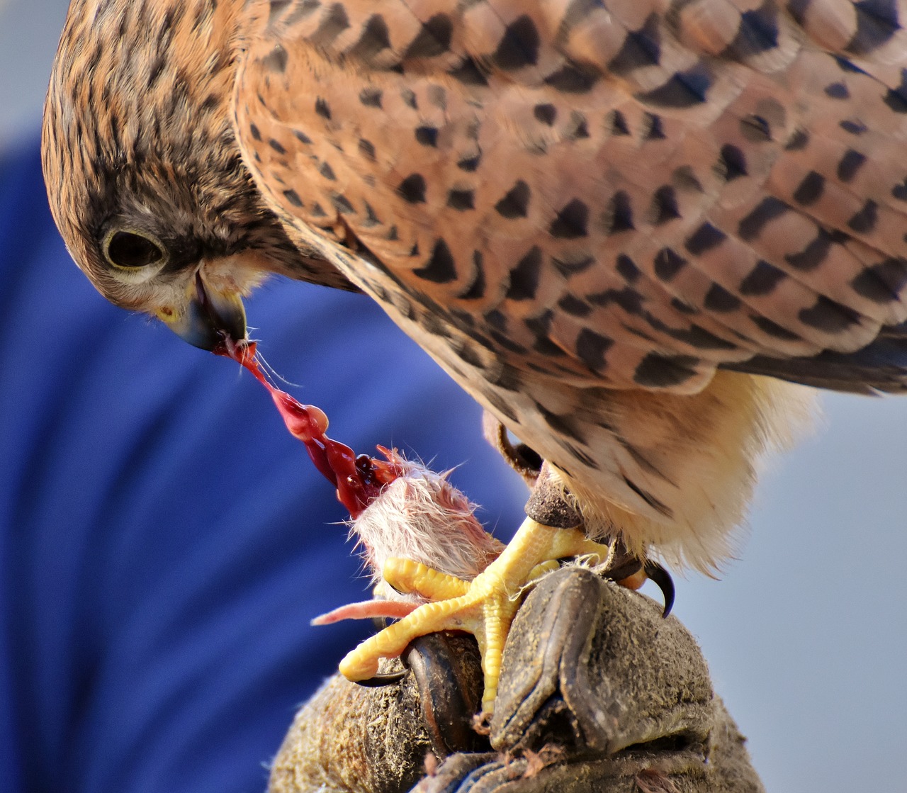 falcon bird prey free photo