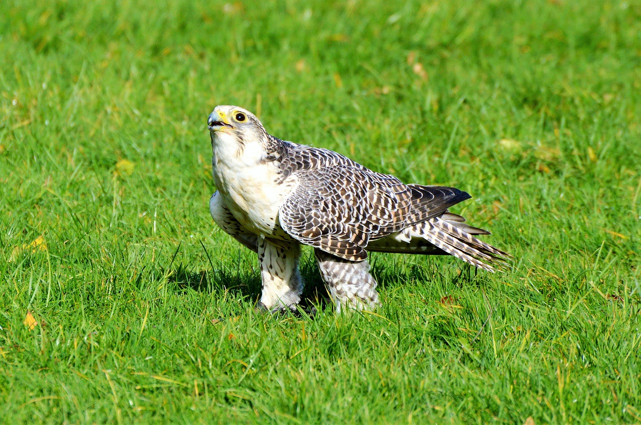 falcon raptor bird of prey free photo