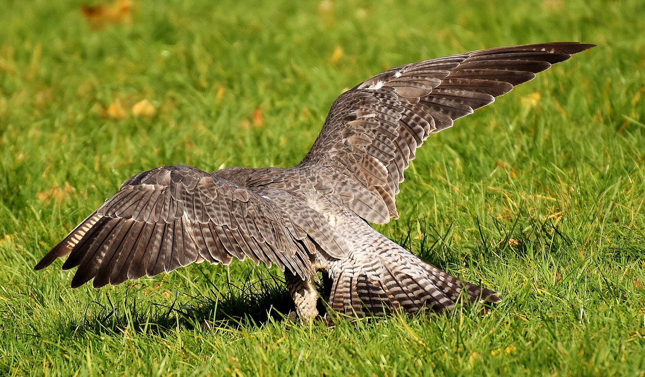 falcon bird of prey wildlife photography free photo