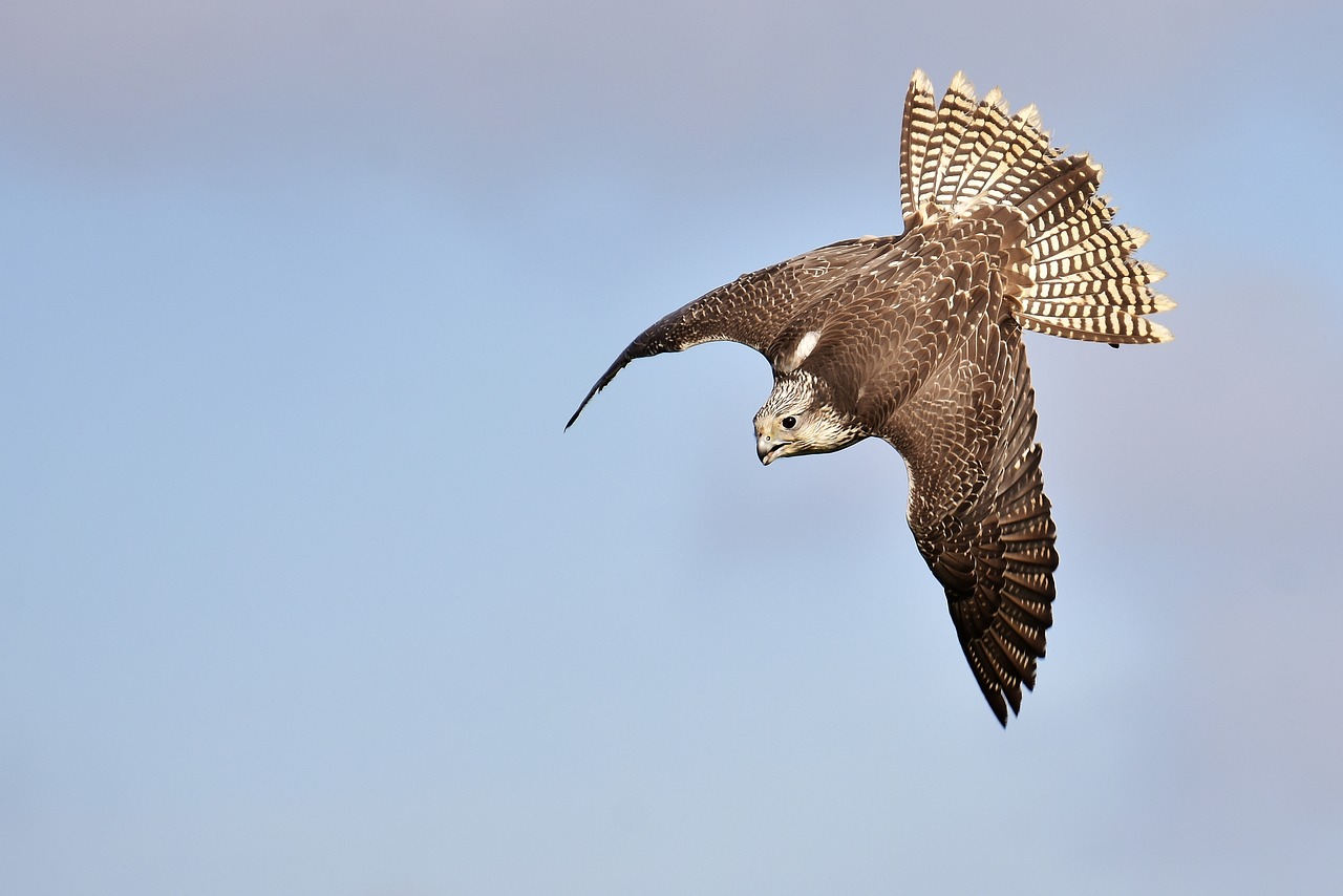 falcon bird of prey wildlife photography free photo