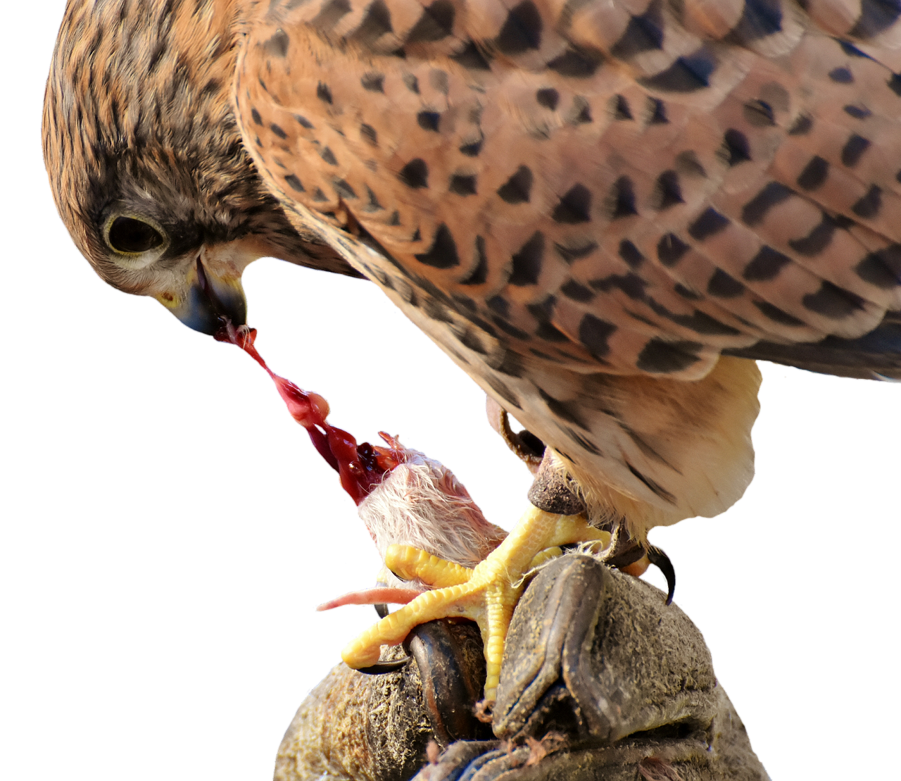 falcon bird prey free photo