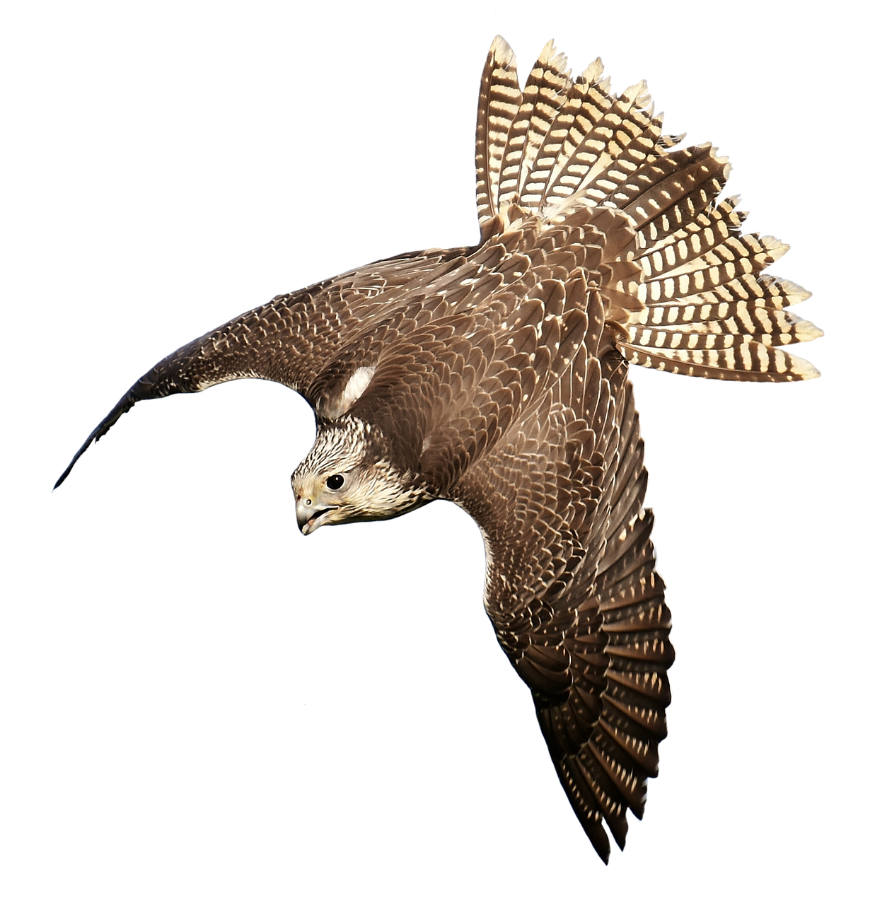 falcon bird of prey wildlife photography free photo