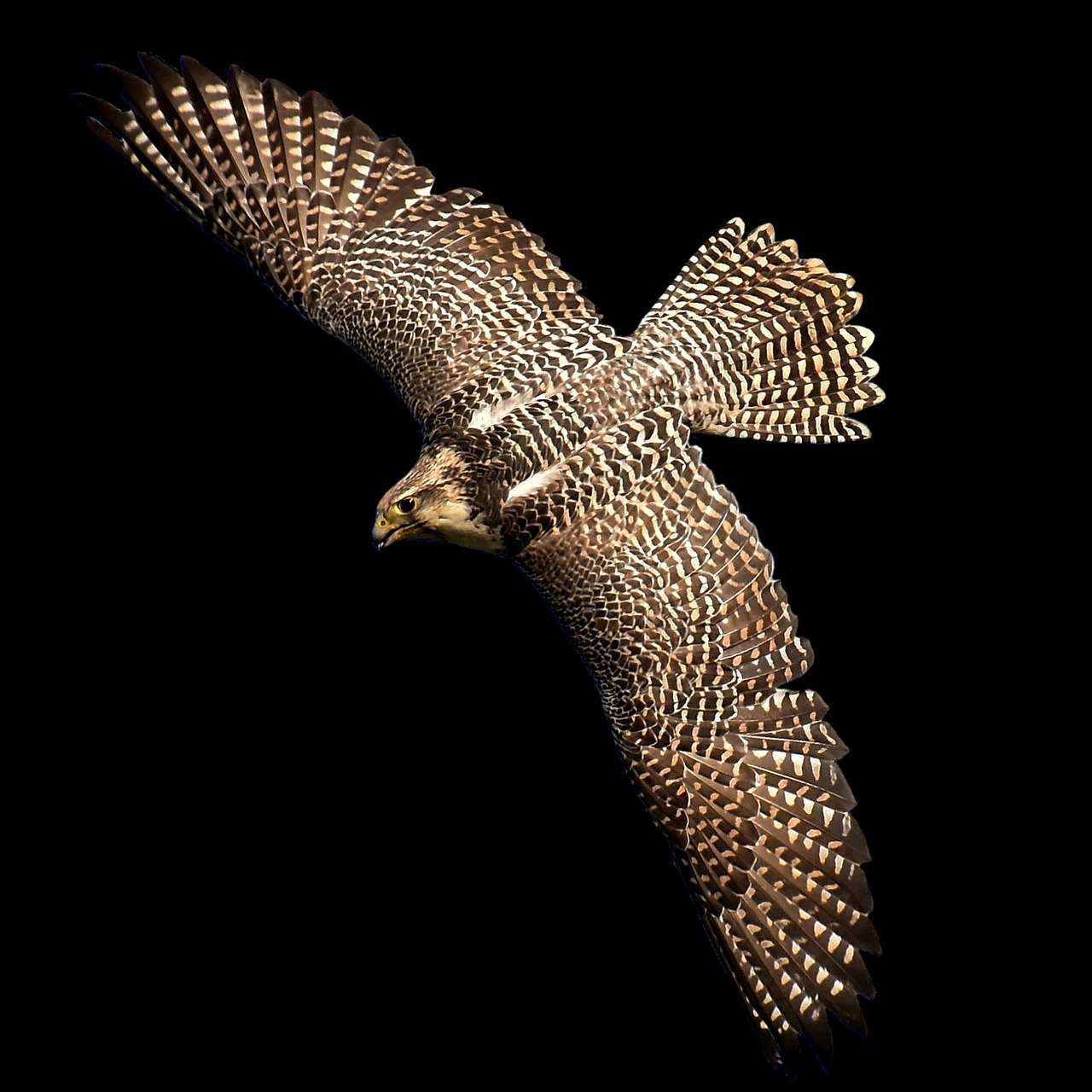 falcon bird of prey wildlife photography free photo