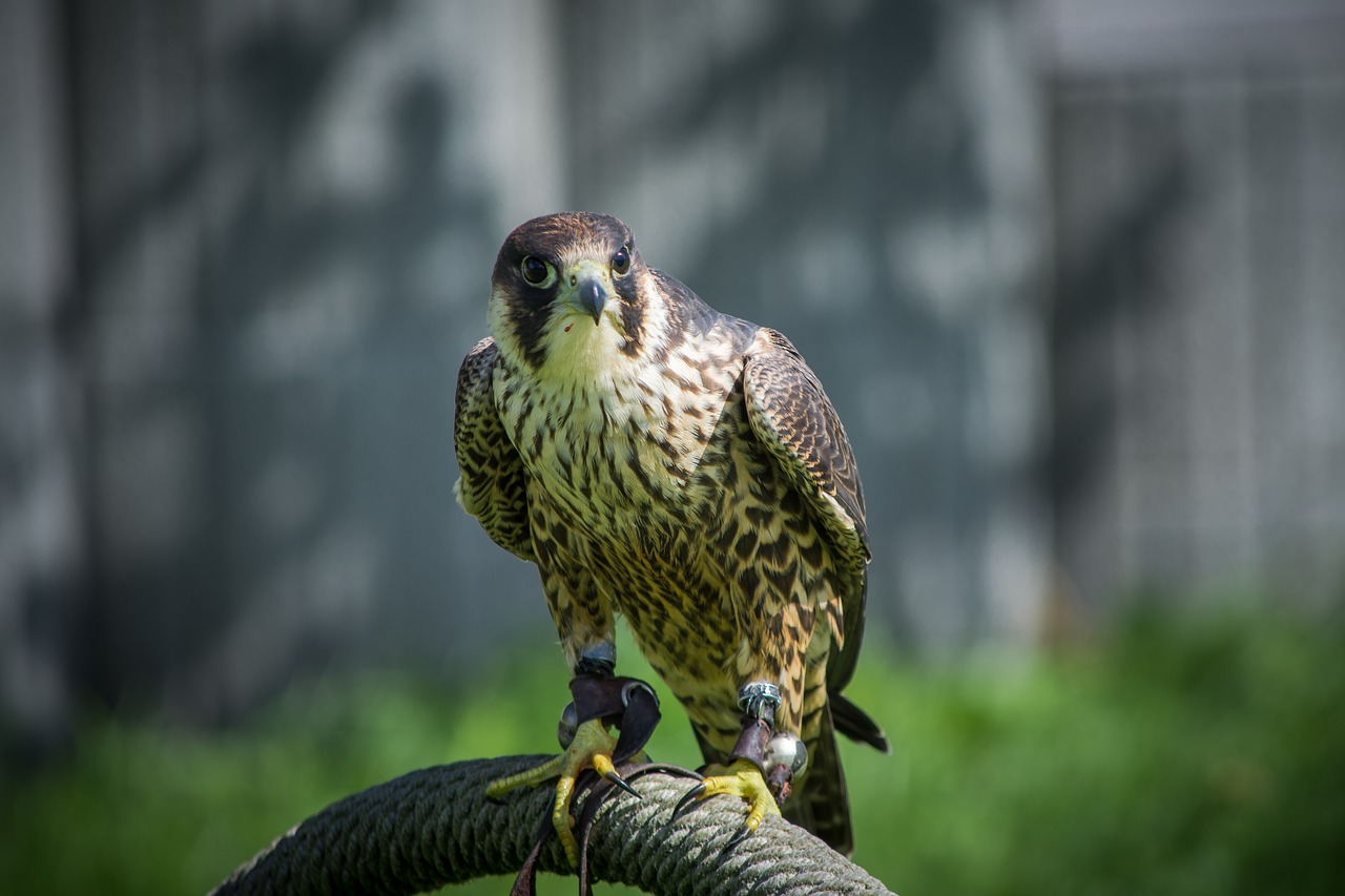 falcon falconry bird free photo