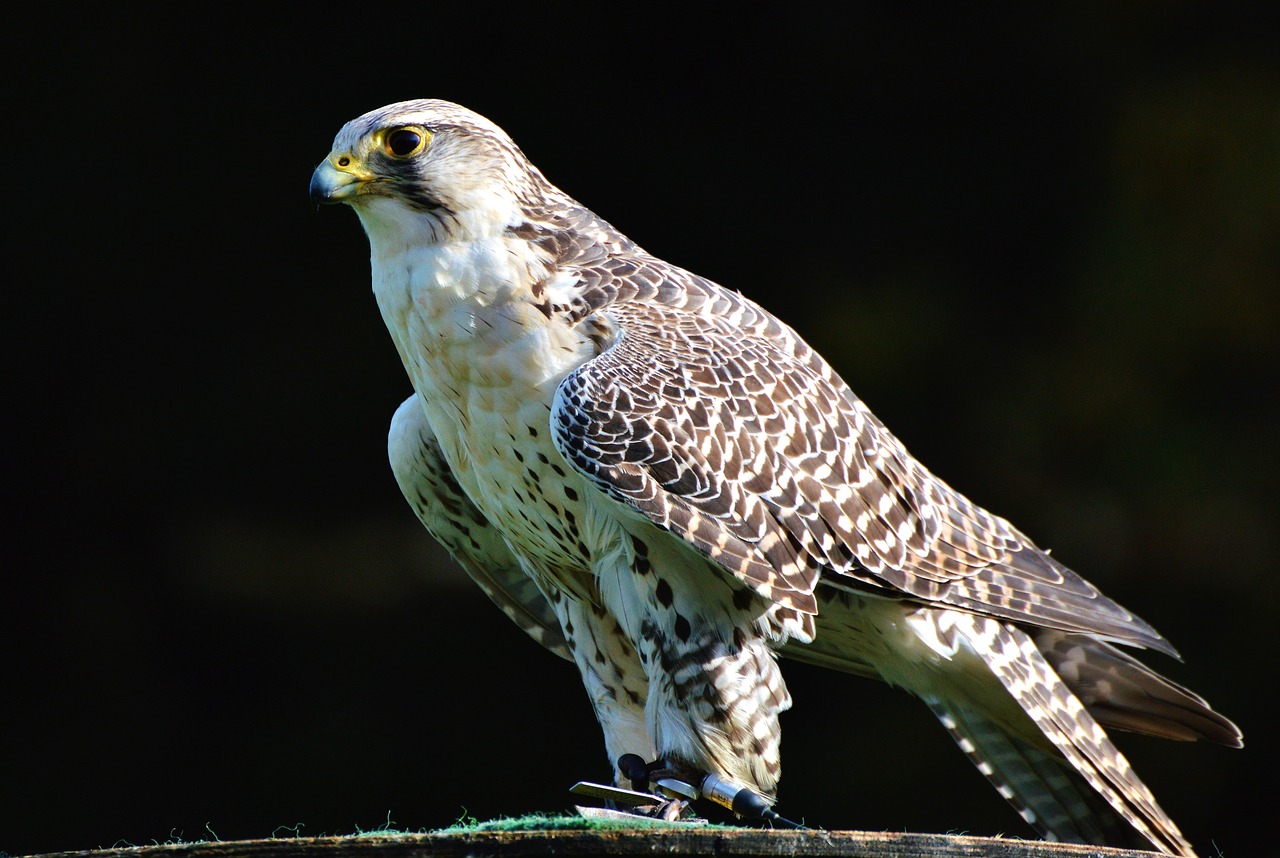 falcon raptor bird of prey free photo