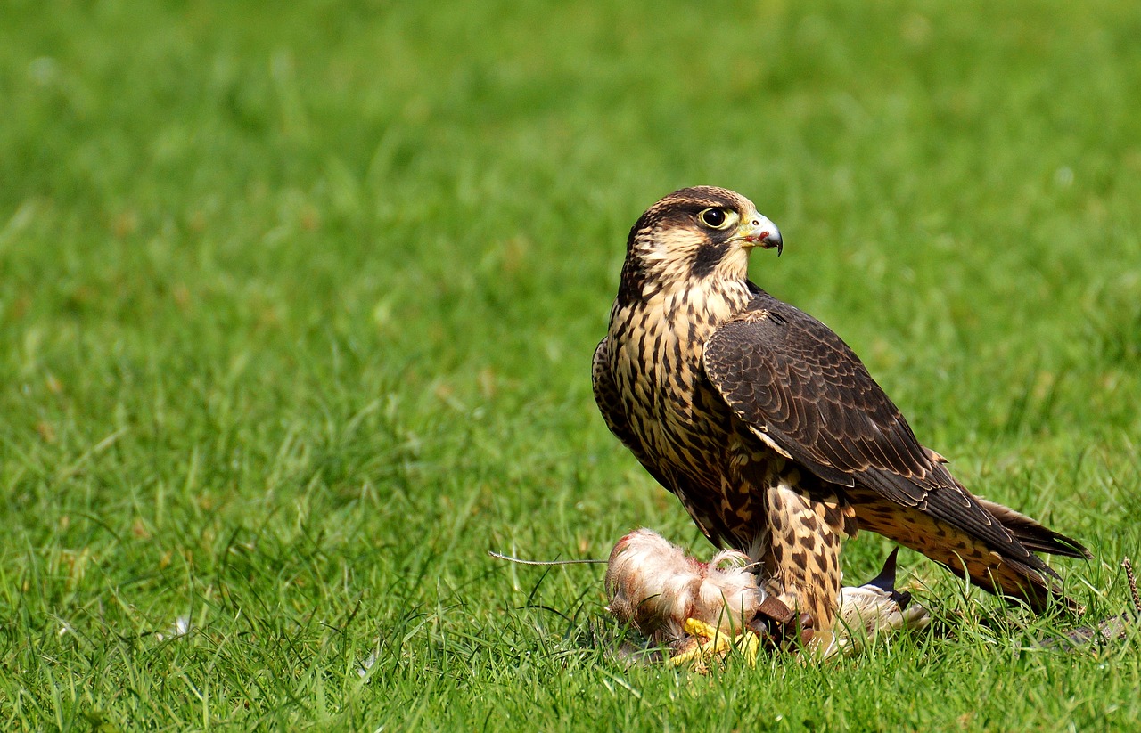 falcon bird prey free photo
