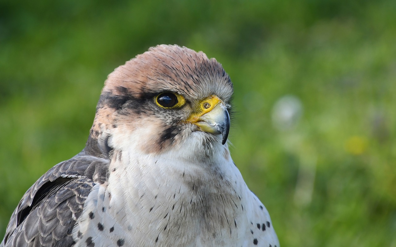 falcon bird raptor free photo