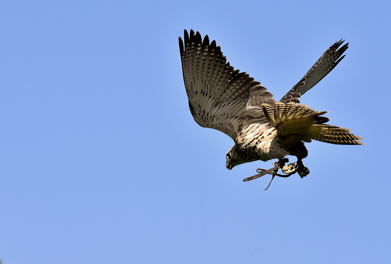 falcon  bird of prey  bird free photo