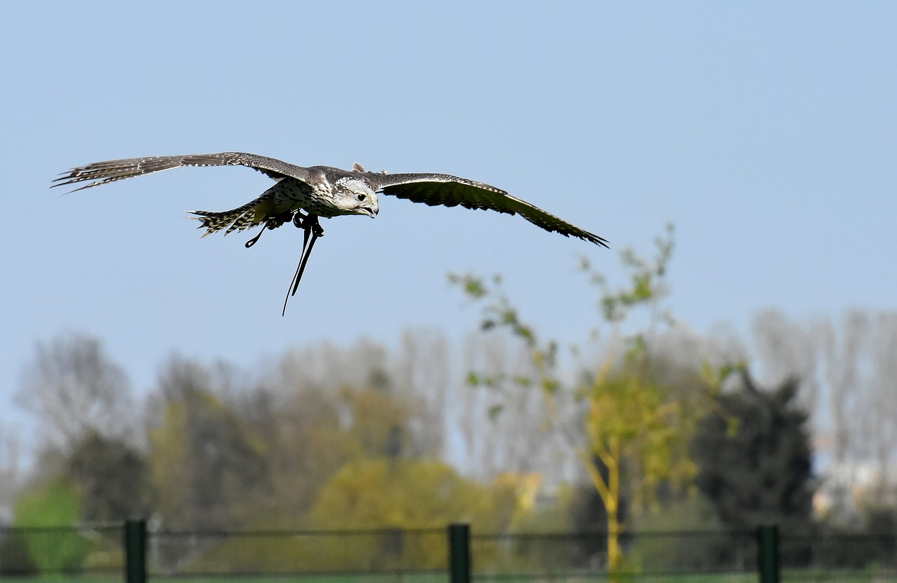 falcon  bird of prey  bird free photo