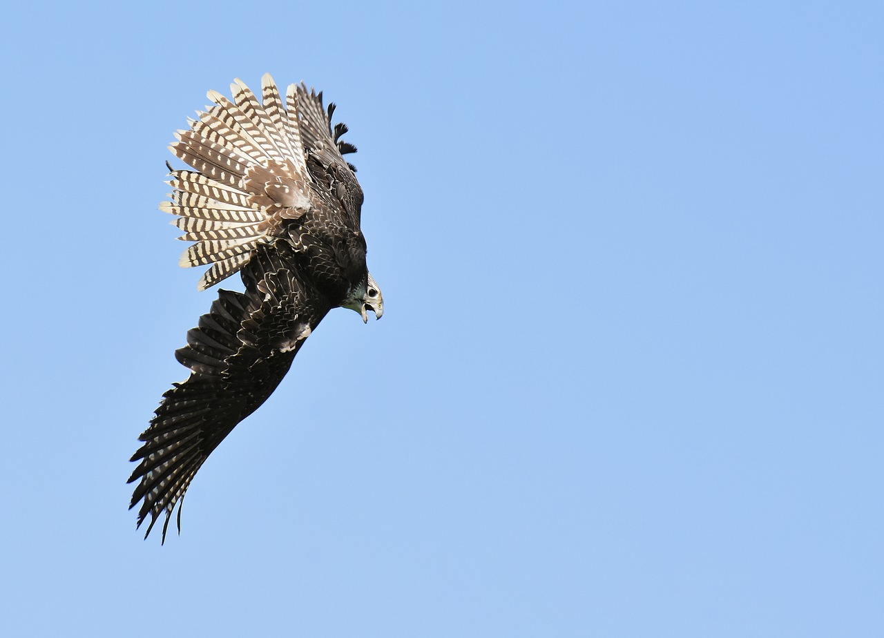 falcon  bird of prey  bird free photo