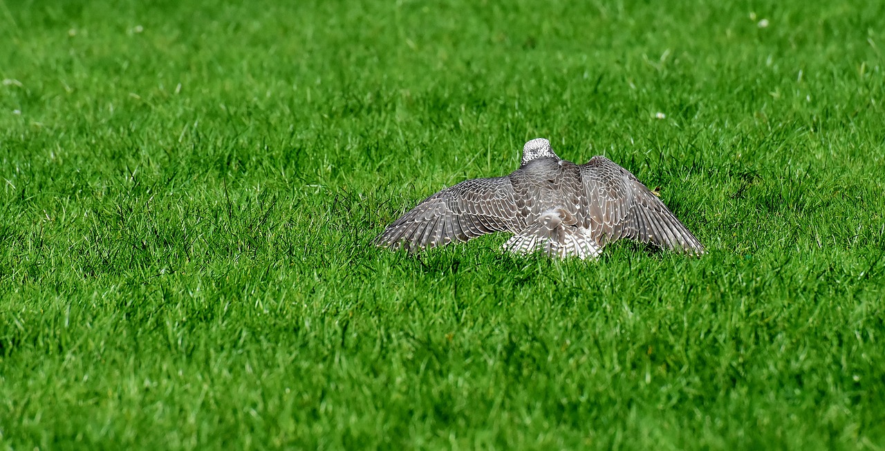 falcon  bird of prey  meadow free photo