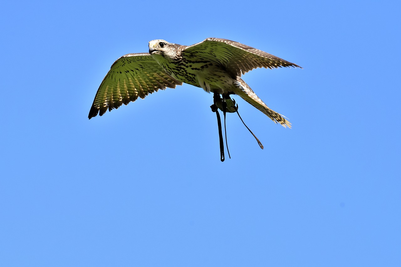 falcon  bird of prey  bird free photo