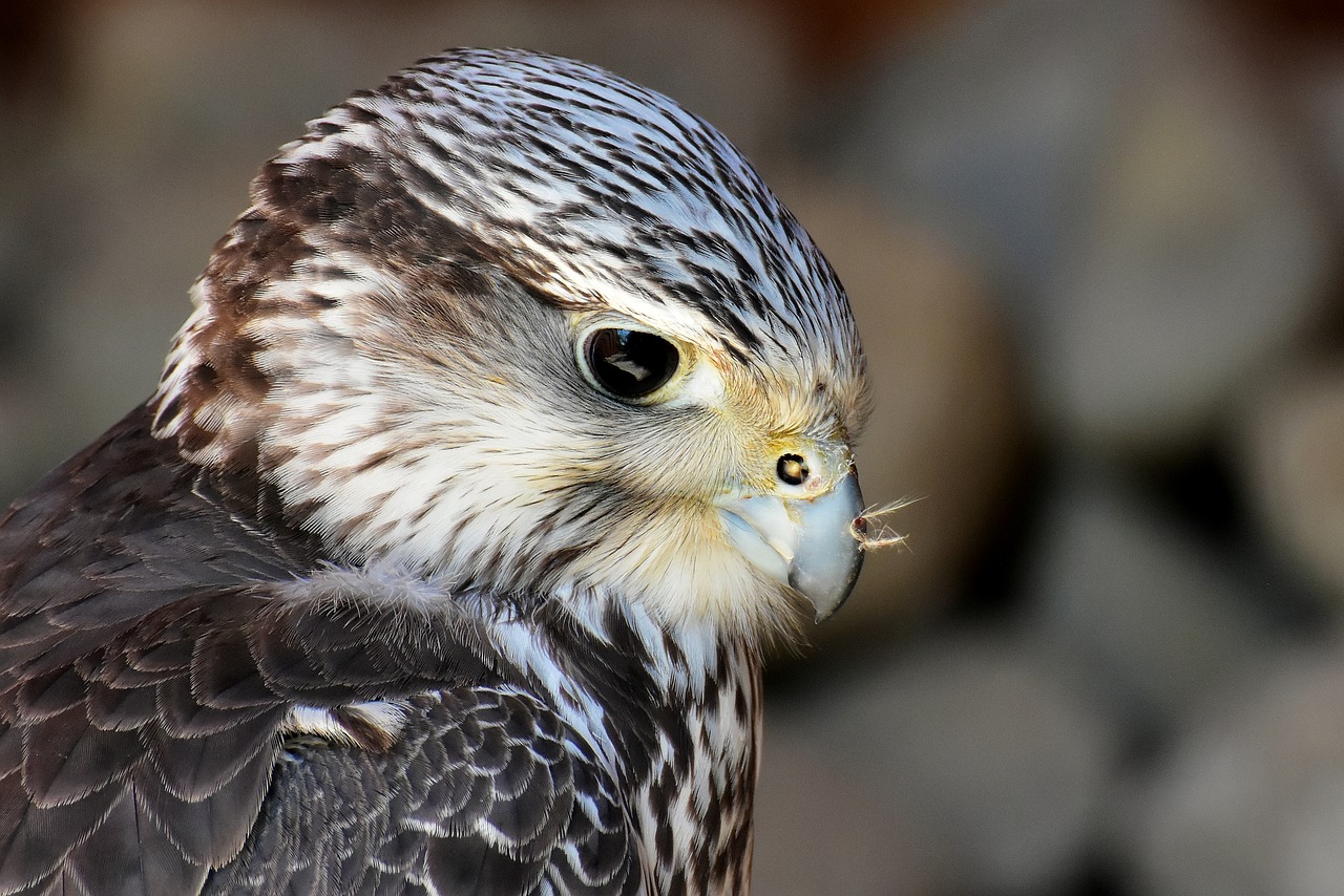 falcon  wing  bird of prey free photo