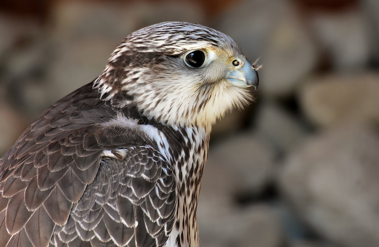 falcon  wing  bird of prey free photo