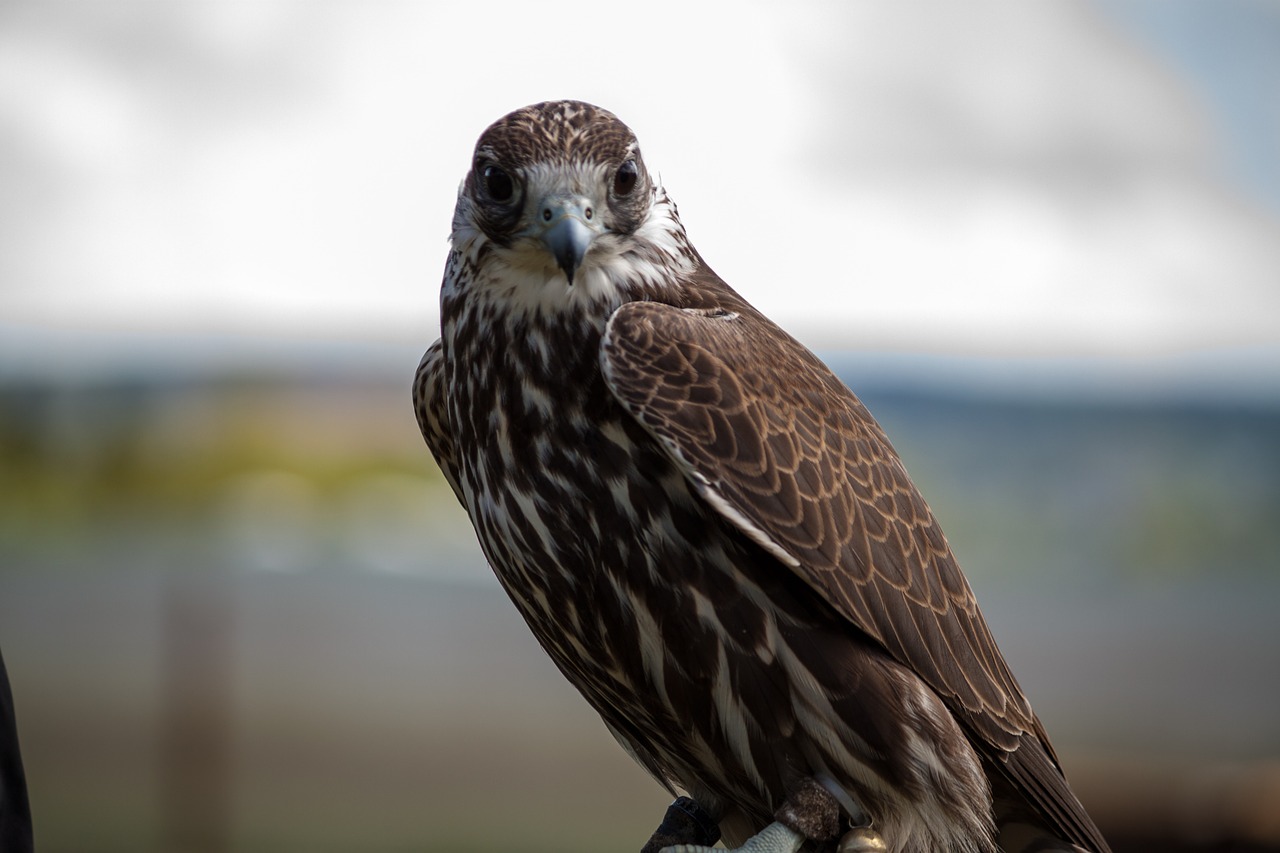 falcon wanderflake raptor free photo