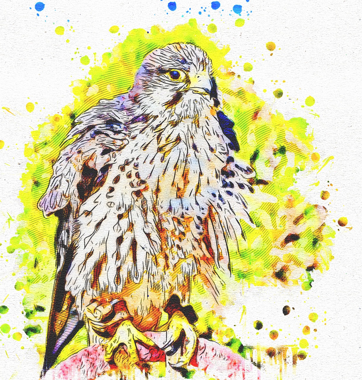 falcon  feathers  art free photo