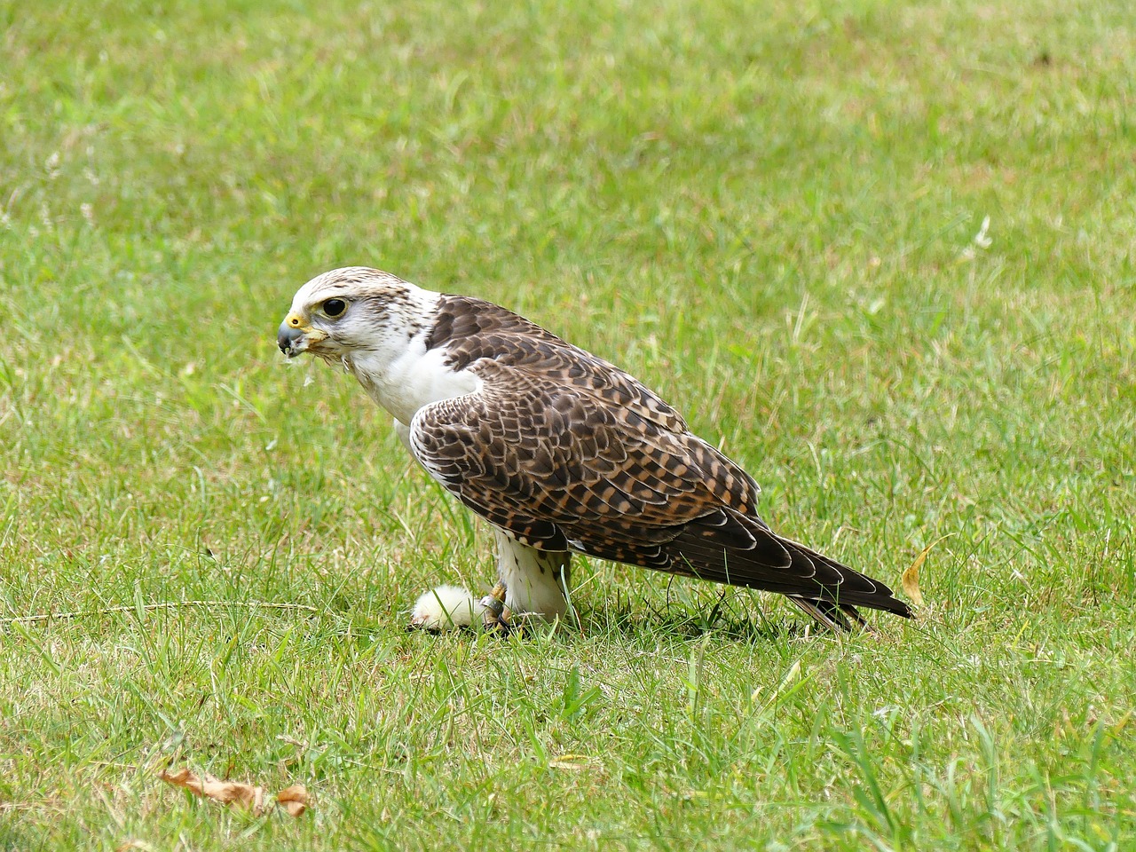 falcon  falconry  predator free photo