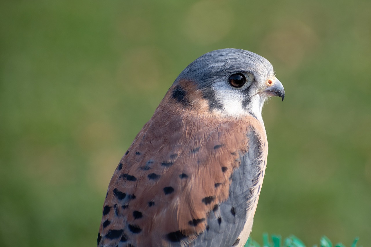 falcon  raptor  bird free photo