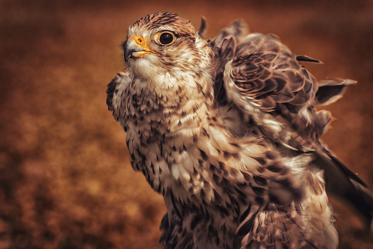 falcon  bird  raptor free photo