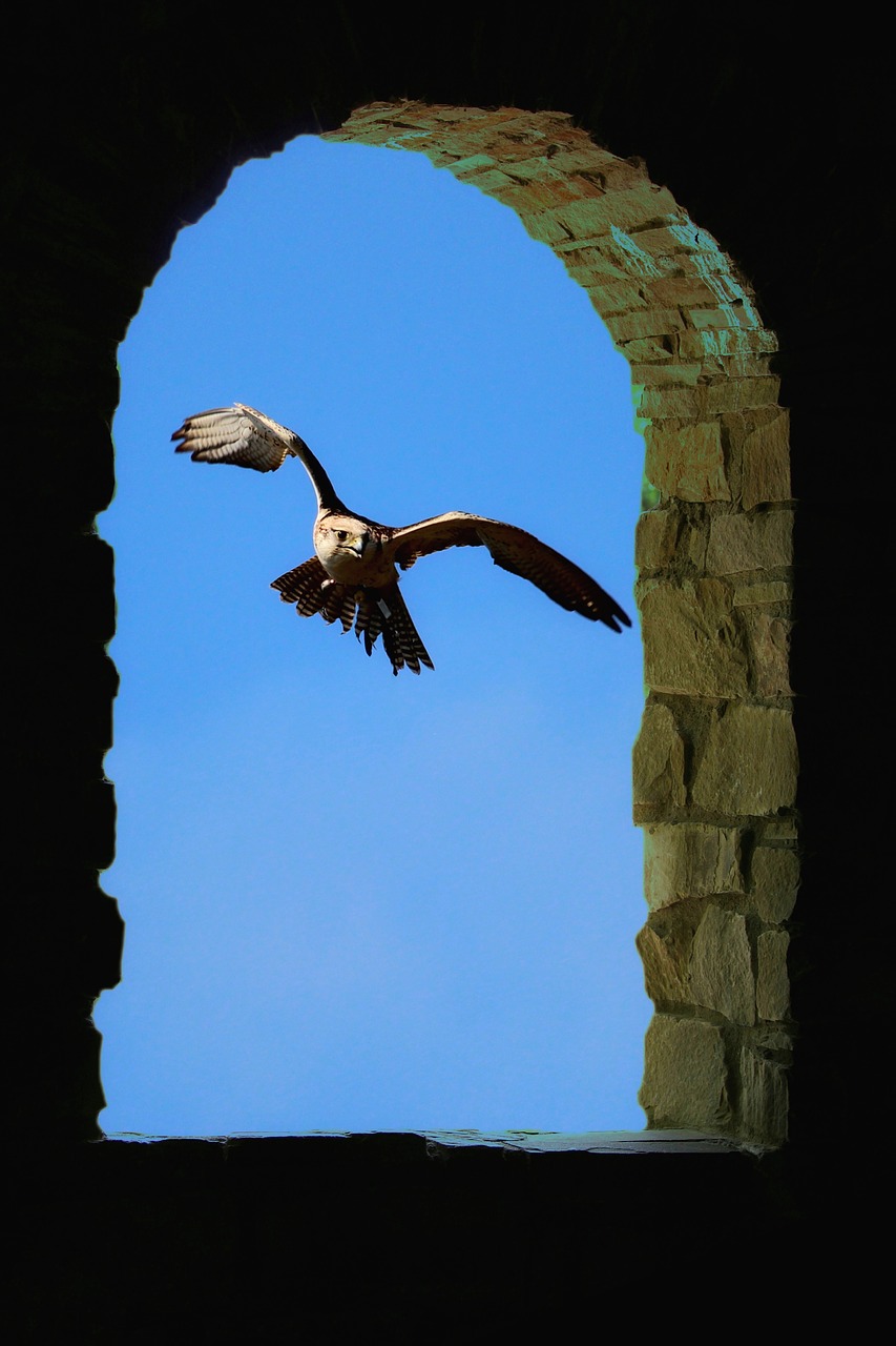 falcon  bird  raptor free photo