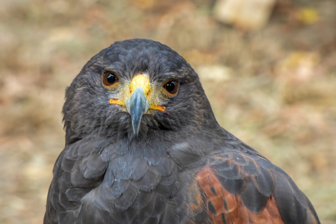 falcon  big hawk  bird of prey free photo