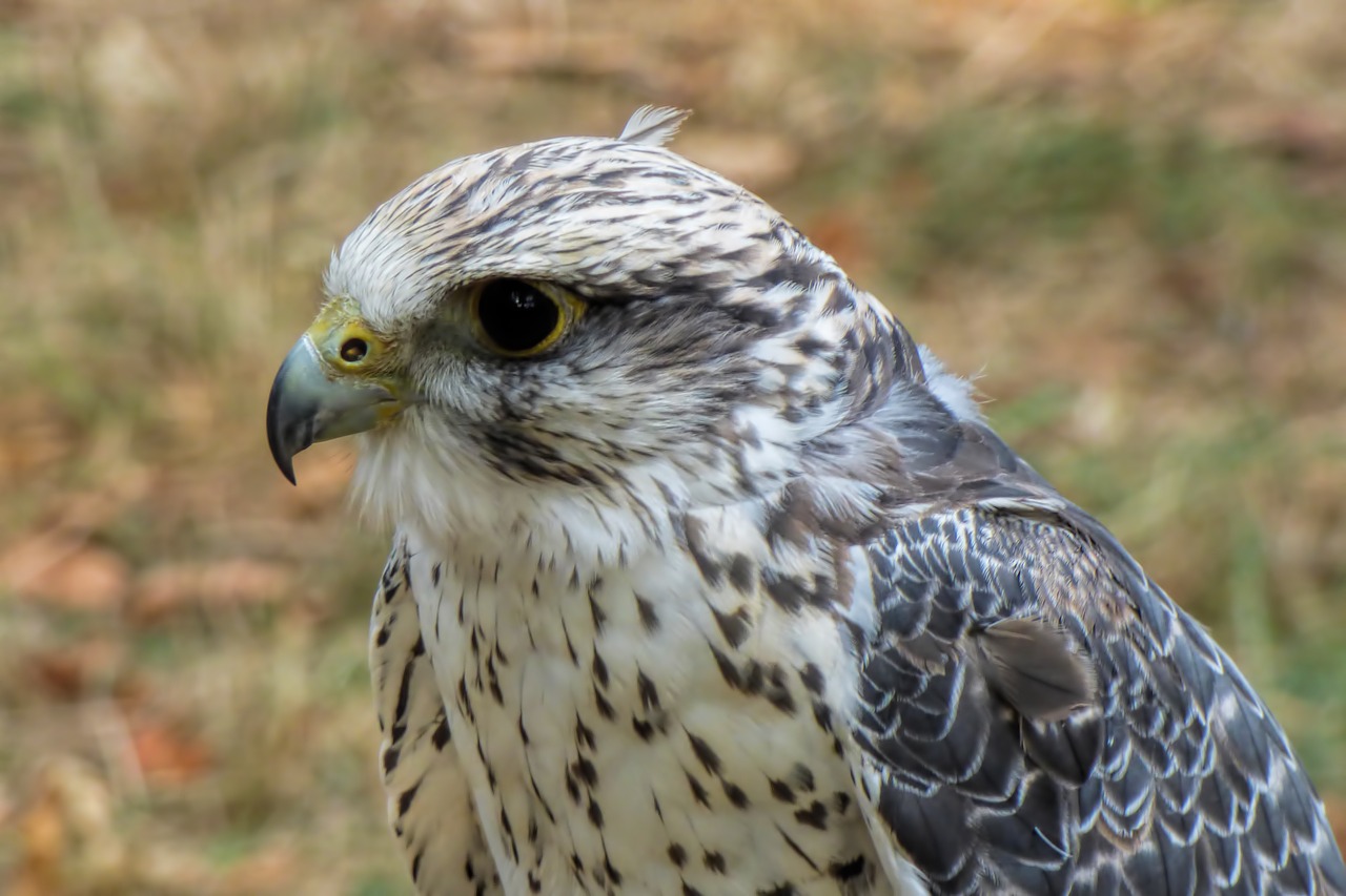 falcon  bird of prey  raptor free photo