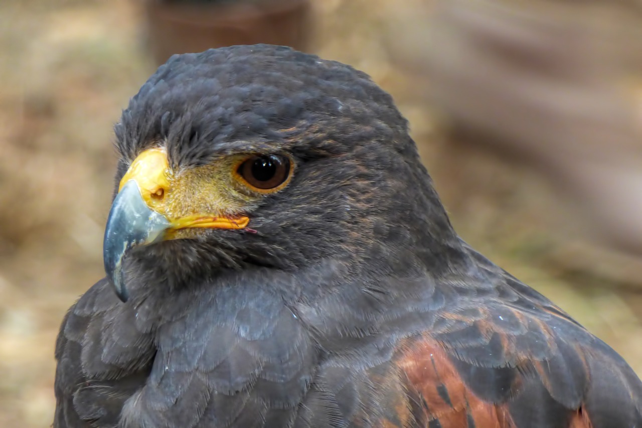 falcon  big hawk  bird of prey free photo