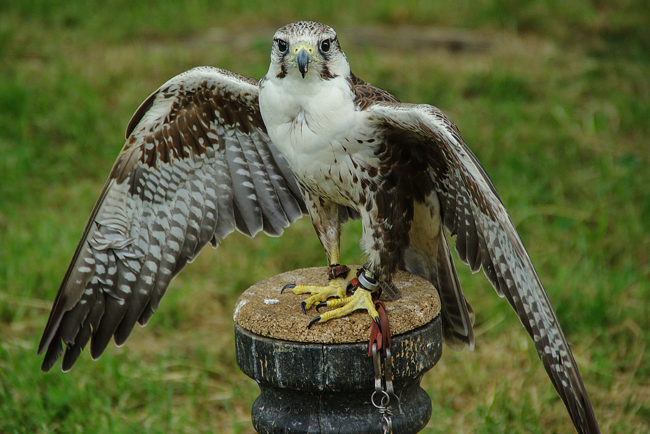 falcon raptor plumage free photo