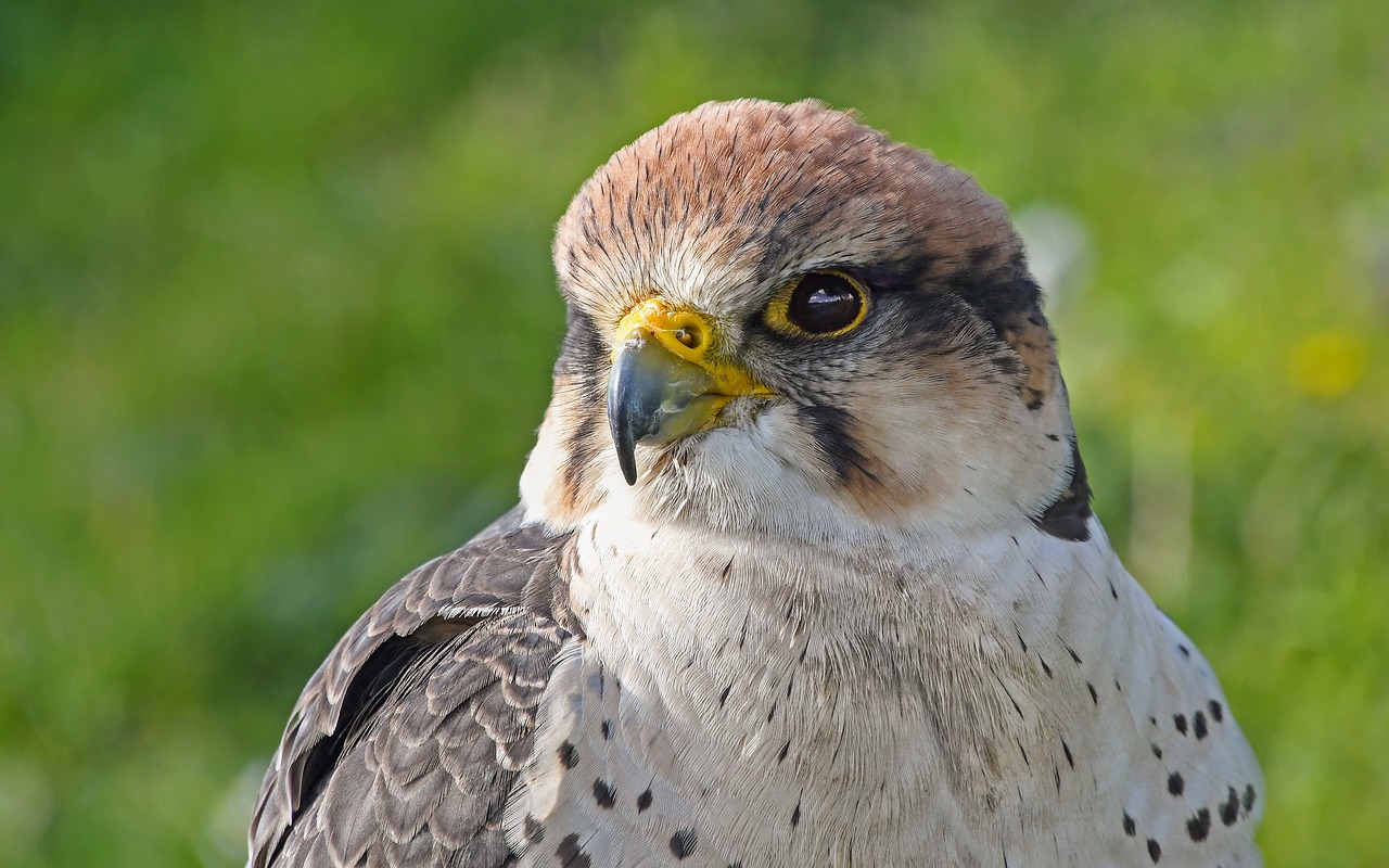 falcon  young  raptor free photo