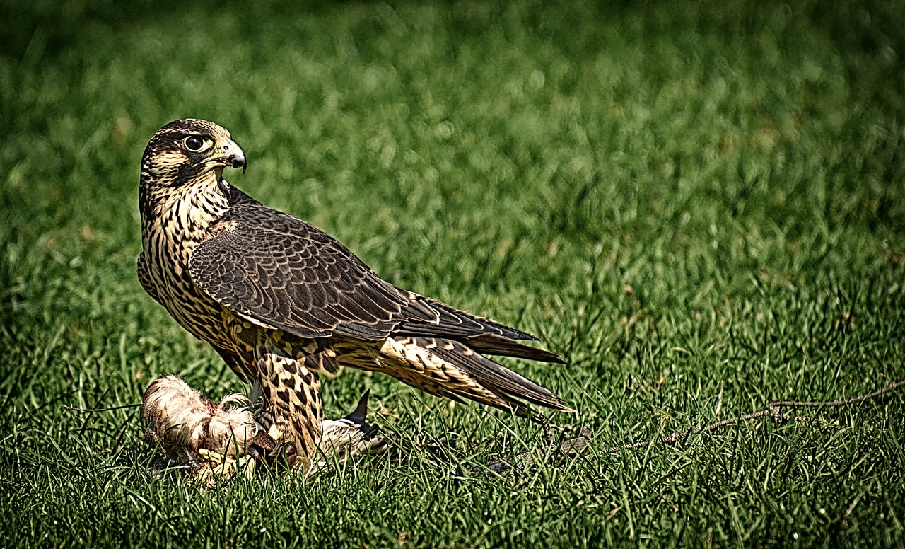 falcon  bird  prey free photo