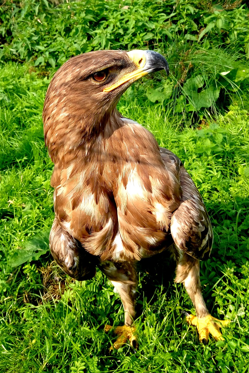 falcon  bird  feather free photo
