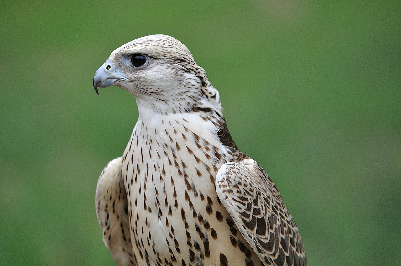 falcon  bird  wildlife free photo
