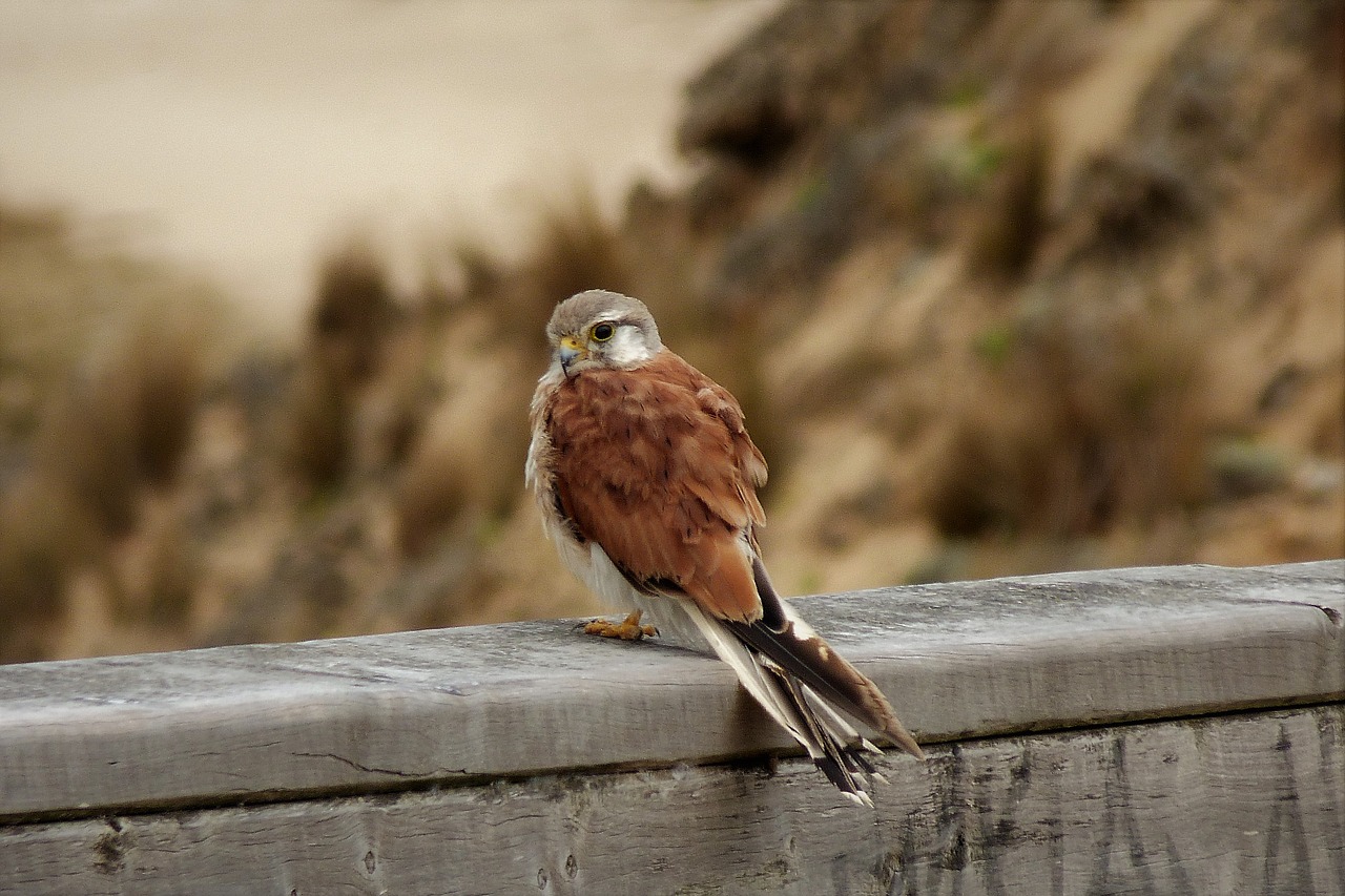 falcon  hobby  bird free photo