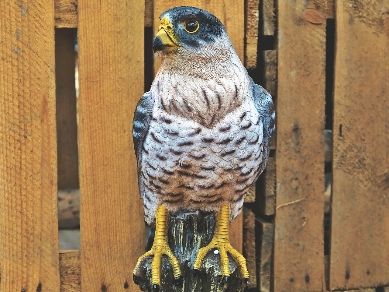 falcon  bird  bird of prey free photo