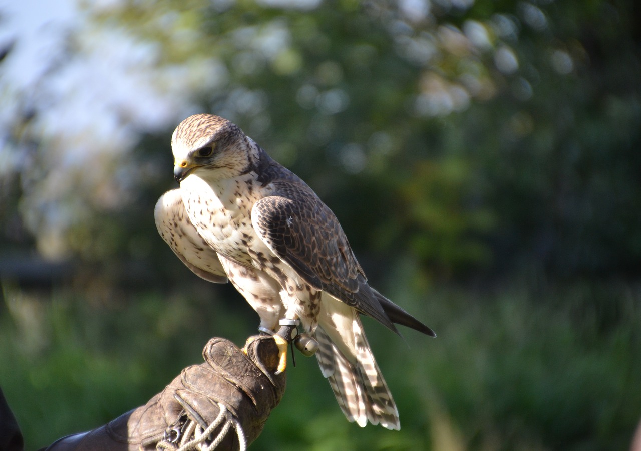 falcon  raptor  bird of prey free photo