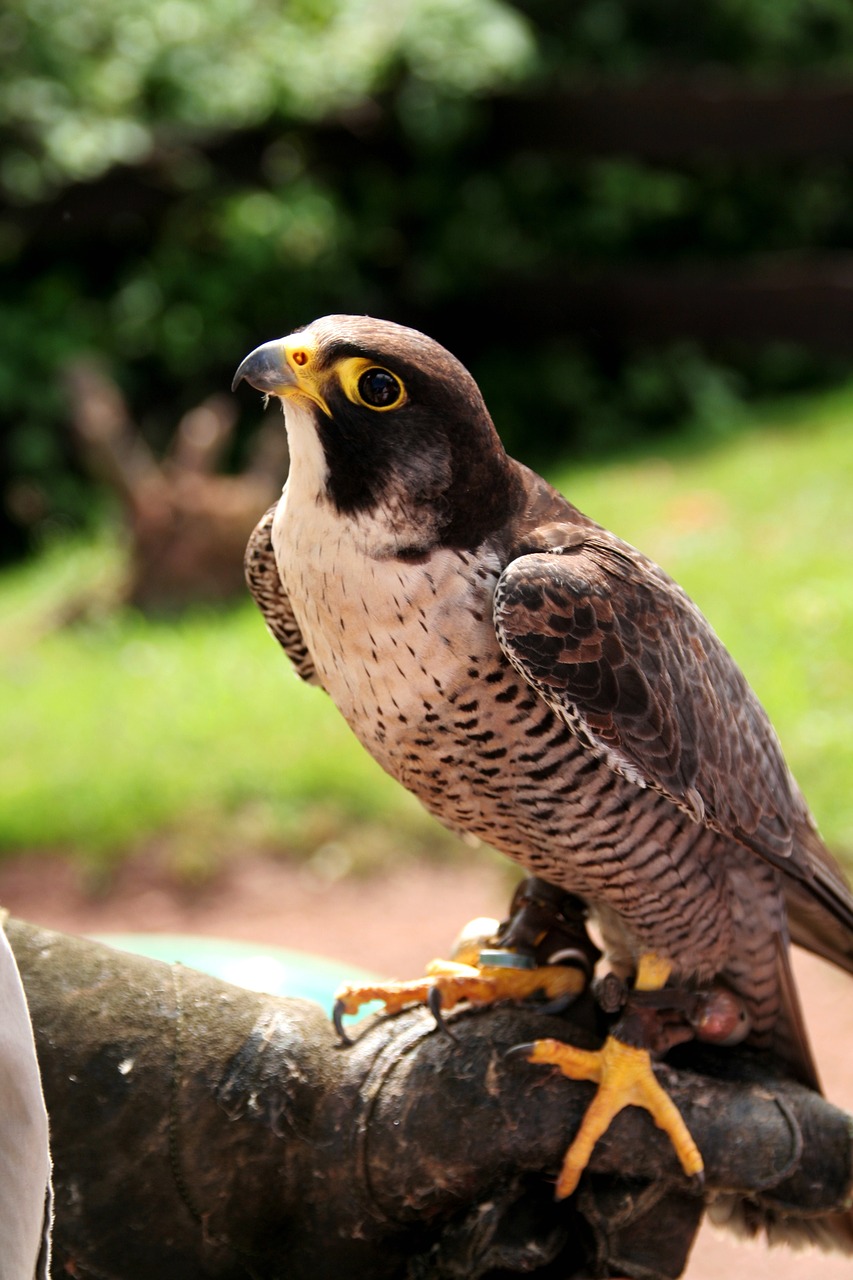 falcon  bird of prey  raptor free photo