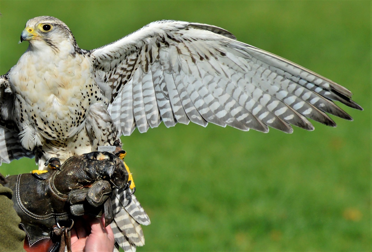 falcon  bird of prey  raptor free photo