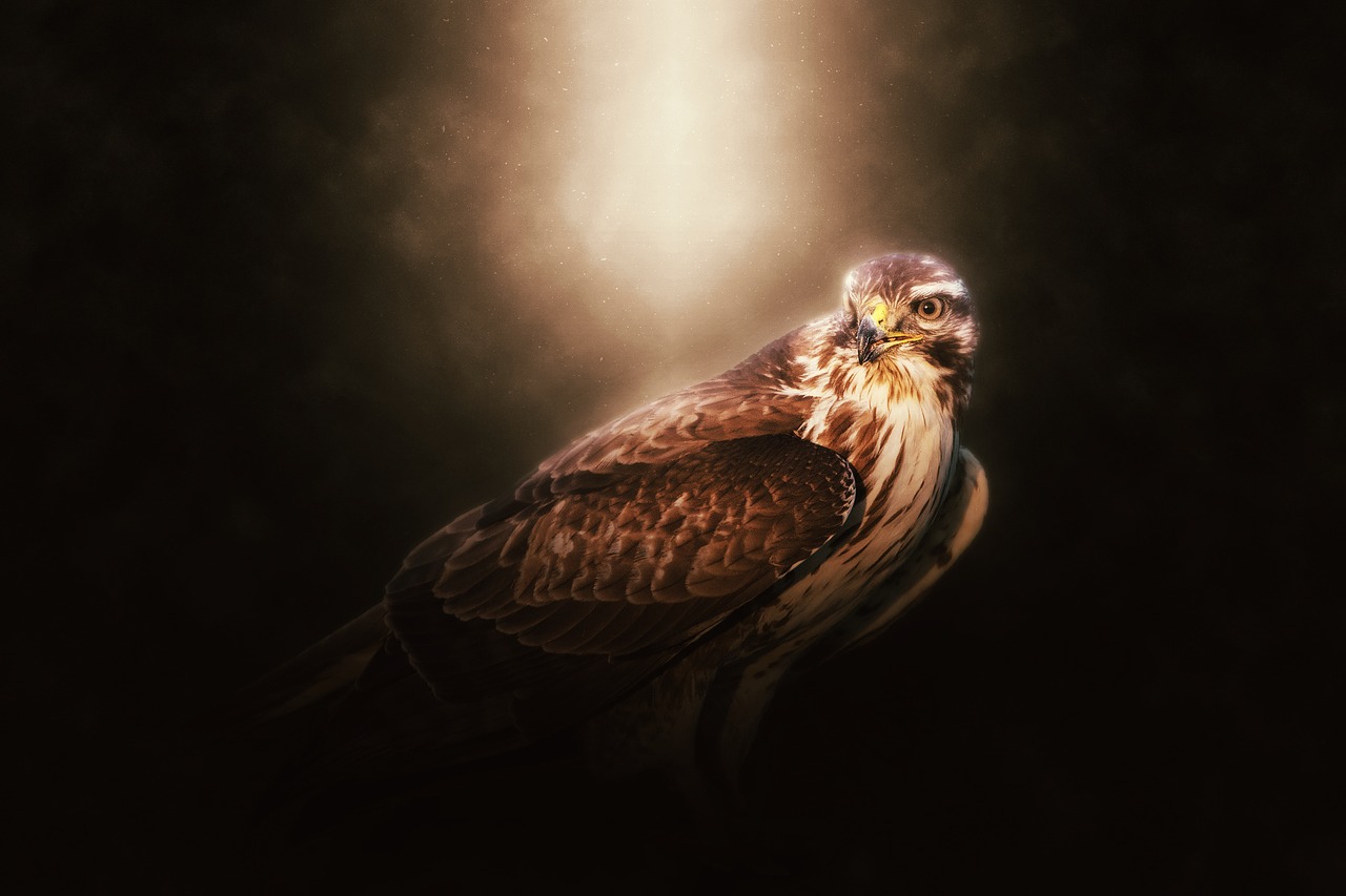falcon  bird  eagle free photo