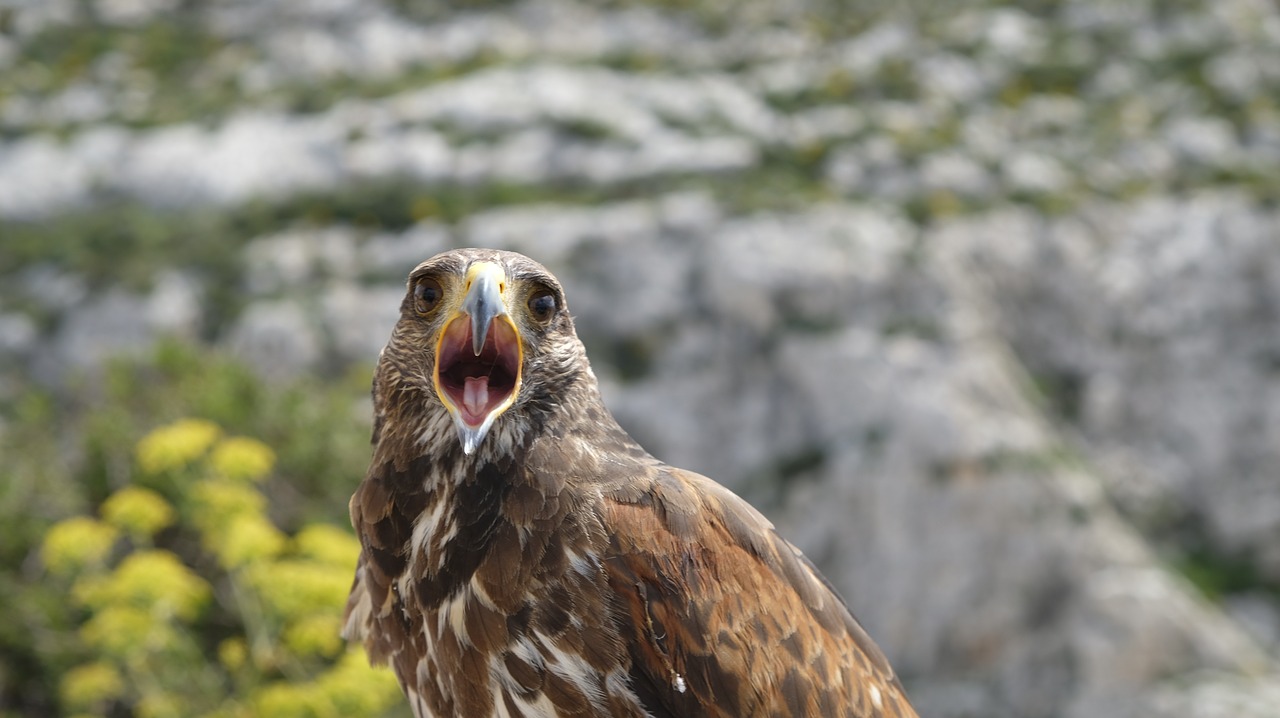 falcon  bird  nature free photo